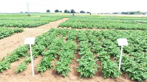 La micro-parcelle de gauche cultivée en plants coupés fait apparaitre une moins bonne qualité de la levée que celle de droite. La micro-parcelle de gauche cultivée en plants coupés fait apparaitre une moins bonne qualité de la levée que celle de droite.