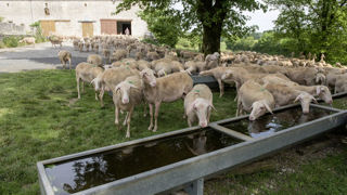 Les grands abreuvoirs sont à privilégier pour encourager la buvée des brebis laitières. Les grands abreuvoirs sont à privilégier pour encourager la buvée des brebis laitières.