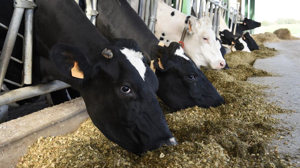 Sur le volet de la modernisation, le plan de Sanders vise à encourager les éleveurs à investir dans des équipements pour améliorer le bien-être de l’animal et de l’éleveur.