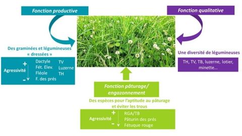 Les trois fonctions à remplir par une prairie multi-espèces Les trois fonctions à remplir par une prairie multi-espèces