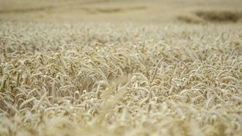 Les pluies se sont installées sur l’ensemble des régions cette campagne et sont venues fortement perturber les conditions de semis puis de croissance du blé, avec des impacts variables selon les types de sols. Les pluies se sont installées sur l’ensemble des régions cette campagne et sont venues fortement perturber les conditions de semis puis de croissance du blé, avec des impacts variables selon les types de sols.
