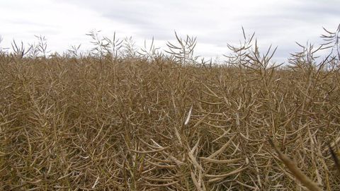 Les maladies de fin de cycle accélèrent le dessèchement des siliques pouvant conduire à des récoltes de colza plus précoces. Les maladies de fin de cycle accélèrent le dessèchement des siliques pouvant conduire à des récoltes de colza plus précoces.