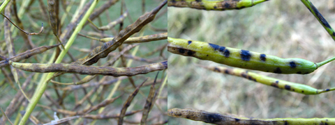 À gauche Mycosphaerella à droite alternaria. À gauche Mycosphaerella à droite alternaria.