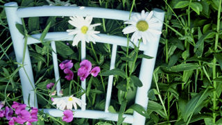 Un dossier de chaise peut se reconvertir en tuteur pour fleurs. Un dossier de chaise peut se reconvertir en tuteur pour fleurs.