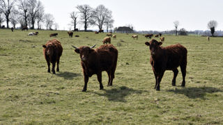 Les évolutions historiques depuis les années 1960 se sont traduites par une croissance de la production de viande, accompagnée d'une standardisation et d'une ouverture internationale des marchés, faisant de la compétitivité prix un enjeu vital. Les évolutions historiques depuis les années 1960 se sont traduites par une croissance de la production de viande, accompagnée d'une standardisation et d'une ouverture internationale des marchés, faisant de la compétitivité prix un enjeu vital.