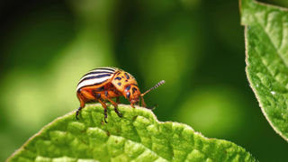 Le doryphore, ou doryphore de la pomme de terre, est une espèce d'insectes de l'ordre des coléoptères. Le doryphore, ou doryphore de la pomme de terre, est une espèce d'insectes de l'ordre des coléoptères.