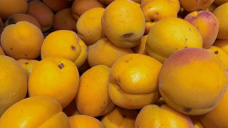 Selon les estimations au 1er juillet 2024, la production française d'abricots serait inférieure de 33 % à celle de 2023. Selon les estimations au 1er juillet 2024, la production française d'abricots serait inférieure de 33 % à celle de 2023.