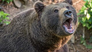 Une jeune femme de 19 ans a été attaquée par un ours sur un circuit de randonnée très populaire des Alpes de Transylvanie. Les secours n'ont pas pu intervenir à temps. (Photo d'illustration) Une jeune femme de 19 ans a été attaquée par un ours sur un circuit de randonnée très populaire des Alpes de Transylvanie. Les secours n'ont pas pu intervenir à temps. (Photo d'illustration)