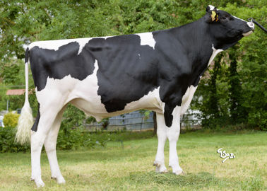 Thalys wit taureau holstein