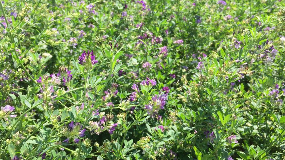 Sur les 830 000 tonnes de luzerne déshydratée produites en 2023, la moitié est consommée en France, 45 % est exporté vers l'Union européenne et la Suisse et 5 % gagne la Corée du Sud, le Japon ou l'Arabie saoudite.