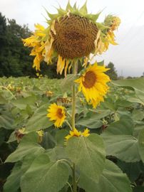 Tournesol polyflore