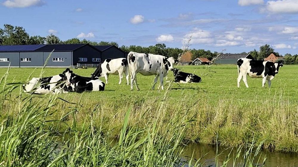 Aux Pays-Bas, pas de clôtures ! Les canaux suffisent à délimiter les parcelles pour le pâturage.