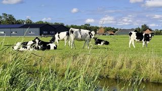 Aux Pays-Bas, pas de clôtures ! Les canaux suffisent à délimiter les parcelles pour le pâturage. Aux Pays-Bas, pas de clôtures ! Les canaux suffisent à délimiter les parcelles pour le pâturage.