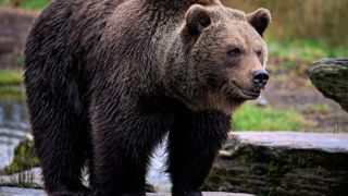 De plus en plus de bergers se retrouvent face aux ours en été. De plus en plus de bergers se retrouvent face aux ours en été.