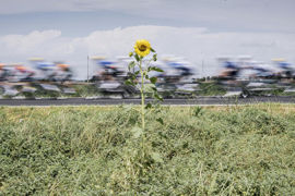 Le 1er juillet 2024, entre Plaisance et Turin, un tournesol sauvage regarde passer les cyclistes. Le 1er juillet 2024, entre Plaisance et Turin, un tournesol sauvage regarde passer les cyclistes.
