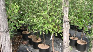 Malgré un printemps et un début d’été particulièrement arrosés, les pratiques horticoles doivent se pencher sur les leviers à disposition pour bien économiser cette ressource précieuse. Malgré un printemps et un début d’été particulièrement arrosés, les pratiques horticoles doivent se pencher sur les leviers à disposition pour bien économiser cette ressource précieuse.