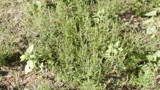 L’observatoire rappelle que l’ambroisie trifide se distingue par « sa taille impressionnante (jusqu’à 4 m de hauteur) et sa capacité à se propager rapidement et à envahir les cultures, entraînant des pertes agricoles significatives ». L’observatoire rappelle que l’ambroisie trifide se distingue par « sa taille impressionnante (jusqu’à 4 m de hauteur) et sa capacité à se propager rapidement et à envahir les cultures, entraînant des pertes agricoles significatives ».