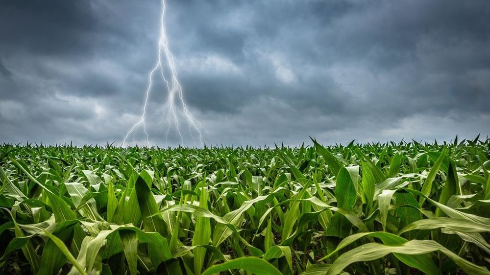 Orage dans un champ de maïs