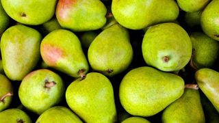 La hausse de la production de poires en 2024 s'explique notamment par la progression des poires d'été, notamment la variété Guyot. La hausse de la production de poires en 2024 s'explique notamment par la progression des poires d'été, notamment la variété Guyot.