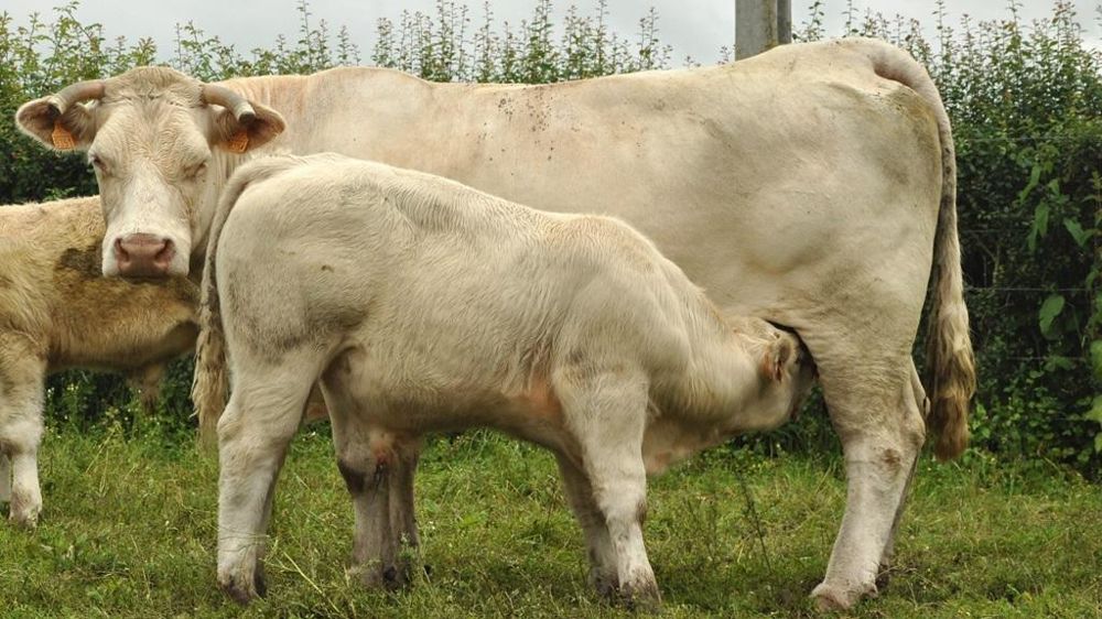 Gros veau charolais