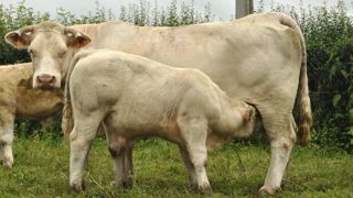 Malgré la baisse de la cotation du broutard charolais, les cours restent largement au dessus du niveau de l'année dernière. Malgré la baisse de la cotation du broutard charolais, les cours restent largement au dessus du niveau de l'année dernière.
