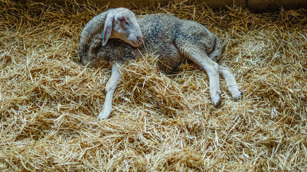 Le sérotype 8 de la FCO a un taux de mortalité ravageur.