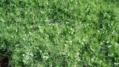 L'excès d'eau a fortement pénalisé la production de pois en France lors de cette campagne.