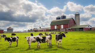 Les charges virales de l'influenza aviaire sont particulièrement élevées dans le lait des animaux affectés, selon les auteurs de l'étude. Les charges virales de l'influenza aviaire sont particulièrement élevées dans le lait des animaux affectés, selon les auteurs de l'étude.