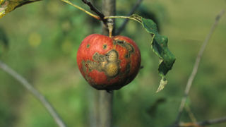 Le captane est notamment utilisé pour lutter contre la tavelure du pommier. Le captane est notamment utilisé pour lutter contre la tavelure du pommier.