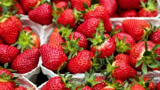 Avec un retour de conditions climatiques plus favorables en juin 2024, la production française de fraises augmenterait de 1 % sur un an, estime Agreste le 31 juillet 2024. Avec un retour de conditions climatiques plus favorables en juin 2024, la production française de fraises augmenterait de 1 % sur un an, estime Agreste le 31 juillet 2024.