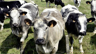 Après la détection de plusieurs foyers de FCO 3 en Belgique près de la frontière française, le ministère de l'Agriculture met en place une zone régulée, à partir du 2 août 2024. Après la détection de plusieurs foyers de FCO 3 en Belgique près de la frontière française, le ministère de l'Agriculture met en place une zone régulée, à partir du 2 août 2024.