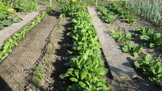 Août est le mois des semis pour de nombreux légumes du potager. Août est le mois des semis pour de nombreux légumes du potager.