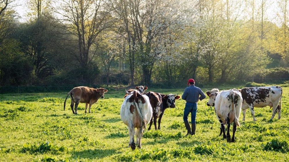 Eleveur dans des prairies avec des vaches laitières