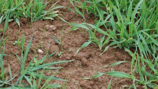 Limiter le stock semencier et la levée des adventices sont les premiers leviers à mobiliser.