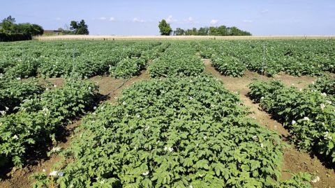 Les 11 et 12 septembre prochain, PotatoEurope proposera, à Villers-Saint-Christophe, une vitrine complète de la recherche variétale en pommes de terre. Les 11 et 12 septembre prochain, PotatoEurope proposera, à Villers-Saint-Christophe, une vitrine complète de la recherche variétale en pommes de terre.