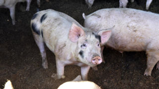 Les prix du porc arrivent à se maintenir en Europe, sauf en France et en Belgique où les abattoirs ont obtenu une baisse. Les prix du porc arrivent à se maintenir en Europe, sauf en France et en Belgique où les abattoirs ont obtenu une baisse.