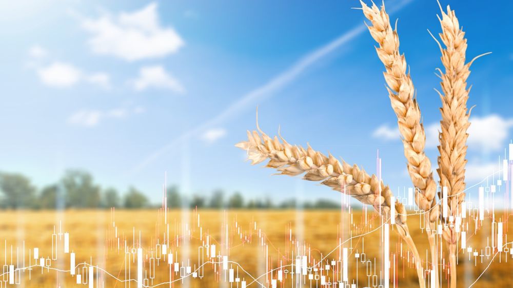 Le marché du blé a été revigoré par un changement radical de stratégie de la part de l'Egypte.