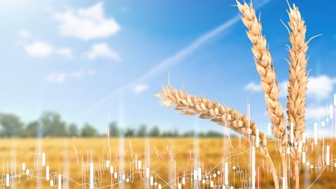 Le marché du blé a été revigoré par un changement radical de stratégie de la part de l'Egypte. Le marché du blé a été revigoré par un changement radical de stratégie de la part de l'Egypte.