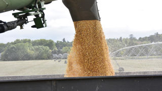 Dans ses dernières prévisions, le ministère de l’Agriculture prévoit une production de maïs grain de 14 millions de tonnes pour 2024. Dans ses dernières prévisions, le ministère de l’Agriculture prévoit une production de maïs grain de 14 millions de tonnes pour 2024.