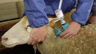 Le ministère de l’Agriculture a prévu 6 400 000 doses de vaccins contre la FCO-BTV3, dont 1,1 million de doses pour les ovins. Le ministère de l’Agriculture a prévu 6 400 000 doses de vaccins contre la FCO-BTV3, dont 1,1 million de doses pour les ovins.