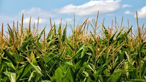 La production de maïs grain 2024 est toujours attendue en hausse, mais avec des rendements contrastés selon les départements.