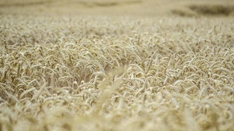 Le Gouvernement détaille les mesures proposées pour accompagner les producteurs de céréales impactés par des pertes importantes de production lors de la moisson 2024. Le Gouvernement détaille les mesures proposées pour accompagner les producteurs de céréales impactés par des pertes importantes de production lors de la moisson 2024.