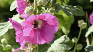 En cette fin d'été, il est possible de récupérer et semer dans son jardin des graines de roses trémières. En cette fin d'été, il est possible de récupérer et semer dans son jardin des graines de roses trémières.