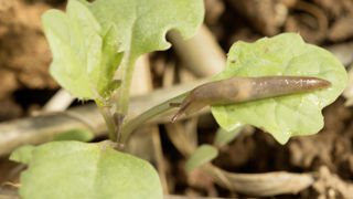 Les limaces sont nuisibles jusqu'au stade 3-4 feuilles du colza. Les limaces sont nuisibles jusqu'au stade 3-4 feuilles du colza.