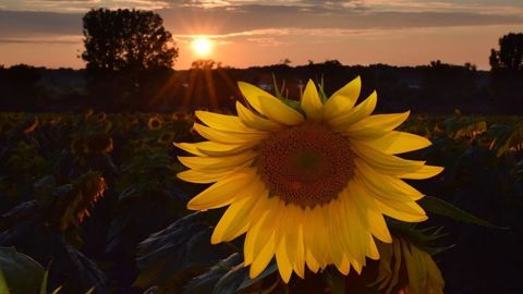 Les cultures de tournesol subissent des températures élevées en mer Noire. Les cultures de tournesol subissent des températures élevées en mer Noire.