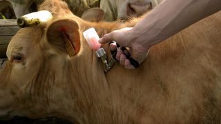 Le ministère ne l'Agriculture ne prévoit pas de commander et financer les vaccins contre la MHE et presse les professionnels de « communiquer rapidement sur la stratégie vaccinale retenue pour la France ». (photo d'illustration) Le ministère ne l'Agriculture ne prévoit pas de commander et financer les vaccins contre la MHE et presse les professionnels de « communiquer rapidement sur la stratégie vaccinale retenue pour la France ». (photo d'illustration)