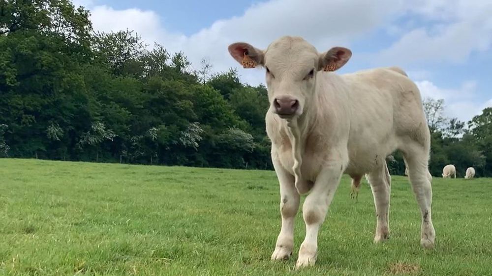 Veau charolais en pâture