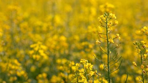 Les décisions politiques impactent le marché du colza, aussi bien en termes d'évolution de prix que d'effets sur les filières, notamment françaises. Les décisions politiques impactent le marché du colza, aussi bien en termes d'évolution de prix que d'effets sur les filières, notamment françaises.