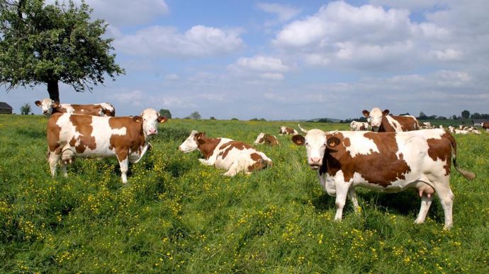 Vendre l'herbe de sa parcelle, une idée simple, mais attention au risque de requalification en bail rural