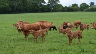 Chaque année, environ un tiers du troupeau de Thorigné-d’Anjou est réformé.